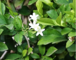 Ekoloģiska neroli ēteriskā eļļa, 10 ml, ALTEYA - Image 2